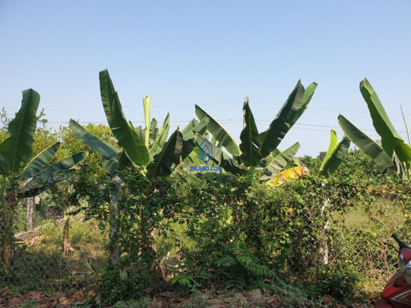 Bán nhanh lô Vườn Bưởi Diên Lâm, Diên Khánh, 5357m2 đang trồng Bưởi, chuối,.... gần uỷ ban