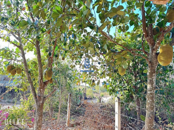 Chủ kẹt tiền bán nhà cấp 4 Diên Đồng đường oto rộng rãi, có sân vườn
