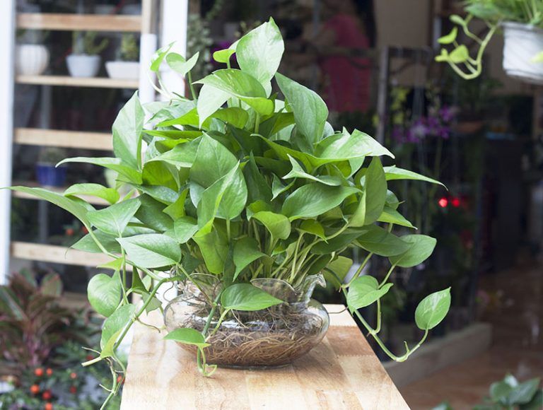 Cây Trầu Bà Để Bàn