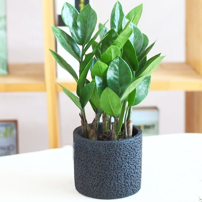 Cây Kim Tiền Mini