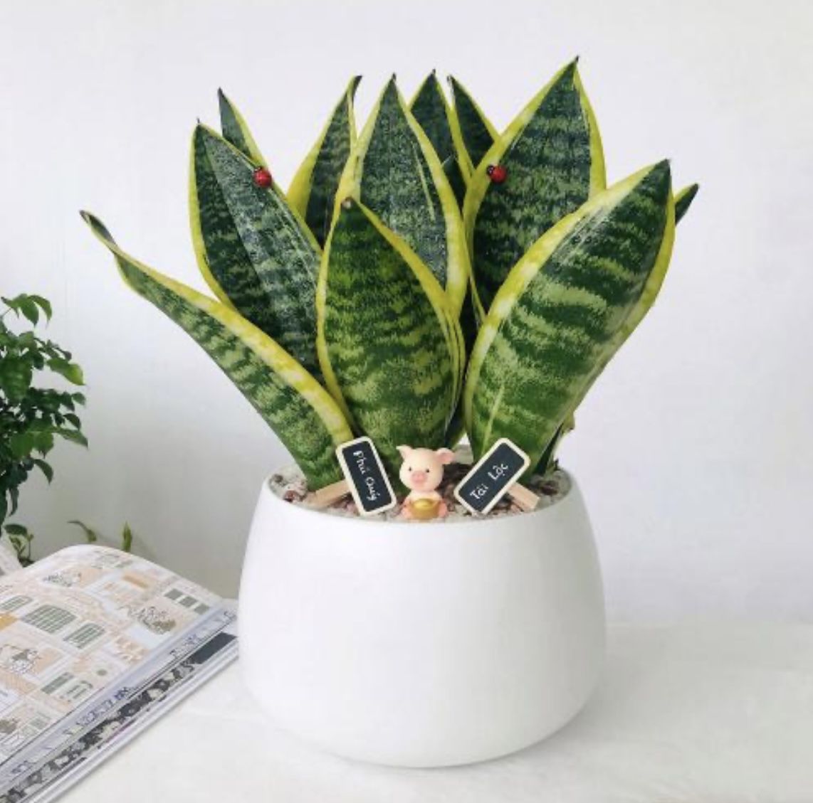 Cây Lưỡi Hổ Chậu Sứ