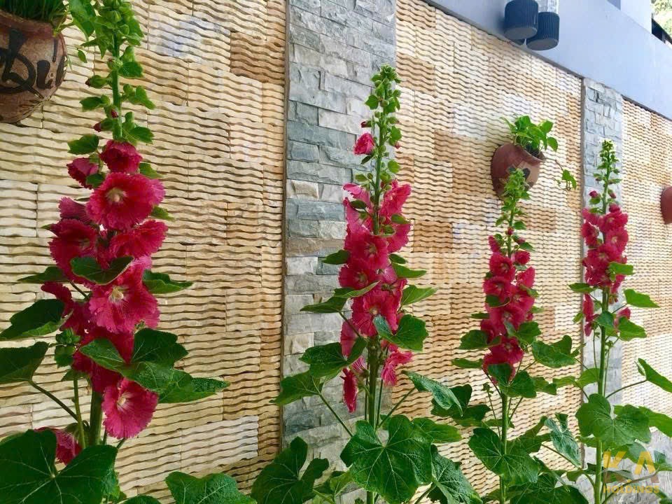 Bán Tòa Nhà Văn Phòng 5 Tầng 2 Mặt Tiền Đường (13.5m) Phan Chu Trinh, P.2, DT 105m² – 385m² Sàn – Giá 18.5 Tỷ